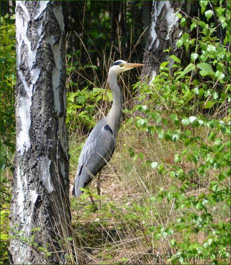 Reiger