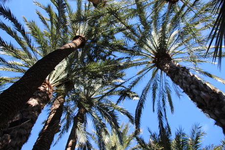 palmen in de blauwe lucht