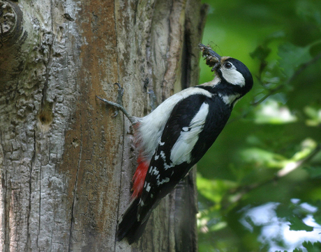 Grote Bonte Specht - Dendrocopos major