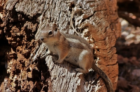 Chipmunk