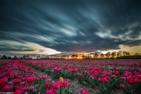 Tulips from heaven