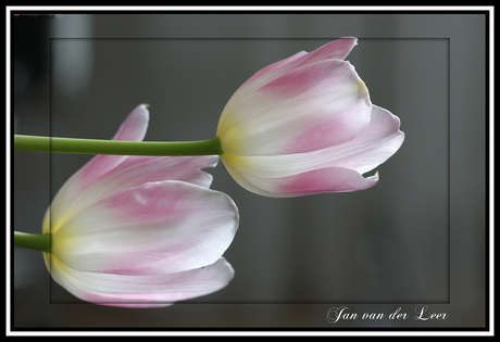 Tulp