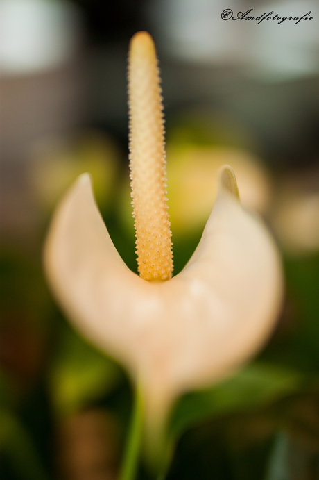 close up van een bloemetje