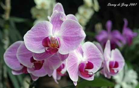 Orchidee Tenerife