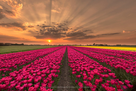 Amazing tulip sunset