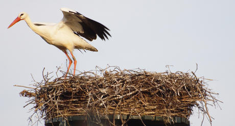 Ooievaar op nest