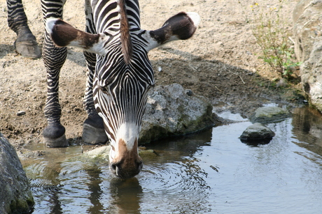 Zebra heeft dorst
