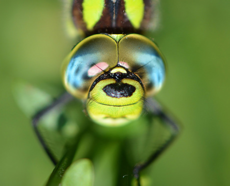 Big and colourful eyes.