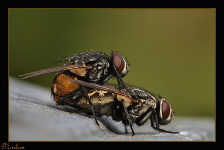 Ook de lente in de bol!