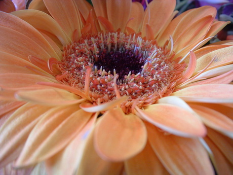 Inside a flower
