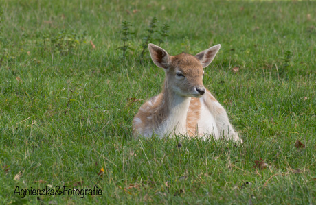 Eerste foto van Bambi