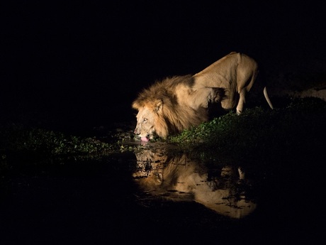 The lion drinks at night