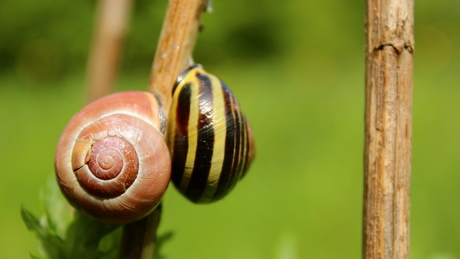 Samen