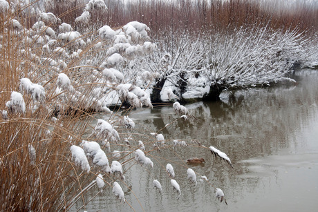 Winter in Rhoonse Grienden