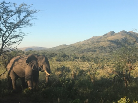 Safari Zuid-Afrika