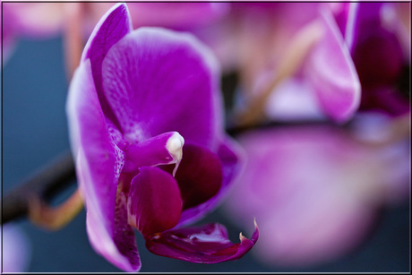 Orchidee