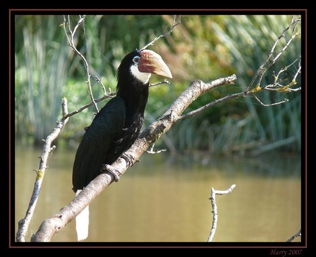 Vogelshow