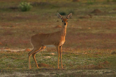 Steenbok Kalahari