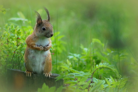 ja hier komen kleintjes van