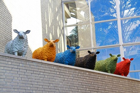 schaapjes op het droge