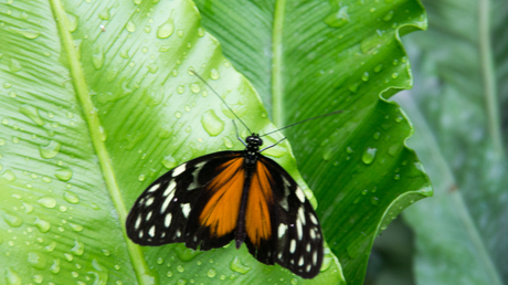 vlinder op een blad 2