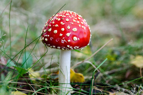 rood met witte stippen