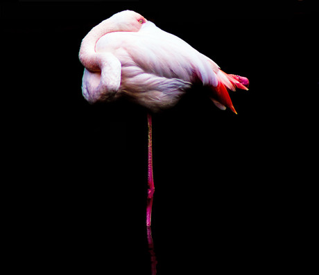 Flamingo