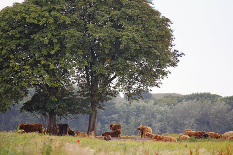 Schotse Hooglanders