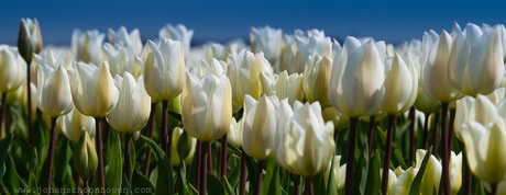 Tulip Skyline in White and Blue