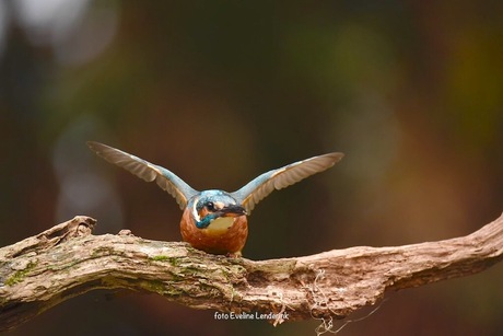 Ijsvogel gaat van start