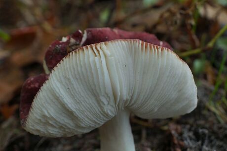 Paddestoel in een model van een hoed! Mooi gemaakt door de natuur