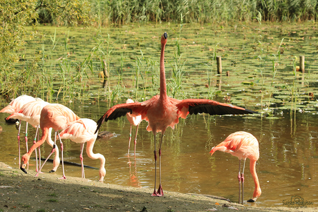 Flamingo dans