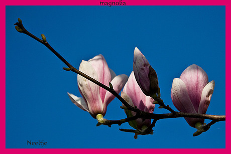 Tulpen maar dan anders