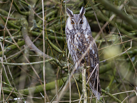 Ransuil, Long-eared owl, Asio otus