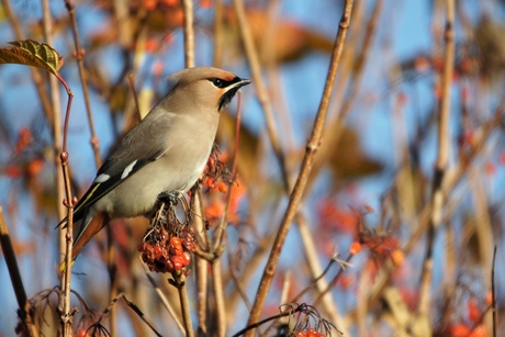 Pestvogel