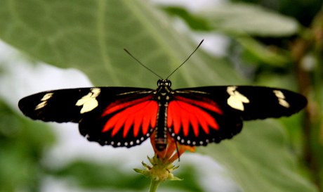 De Postman (Heliconide)