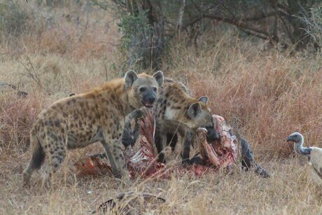 ontbijt met hyena's