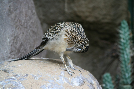 Ren Koekoek mannutjuhh?
