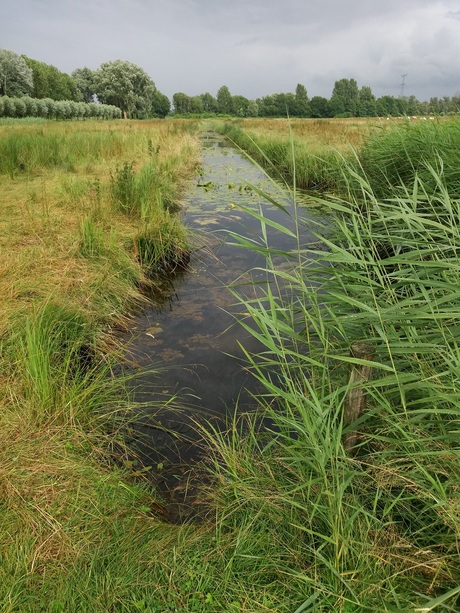 Hollandse Biesbosch