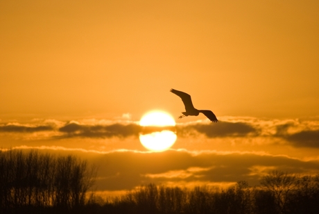 Reiger in de zon