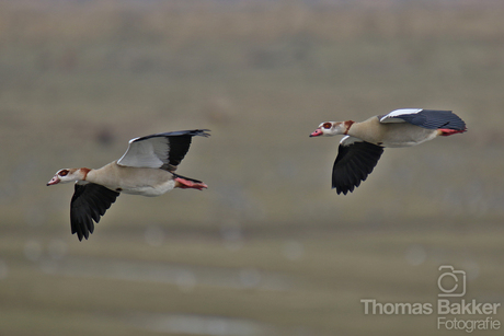 Nijlganzen in de oostvaardersplassen