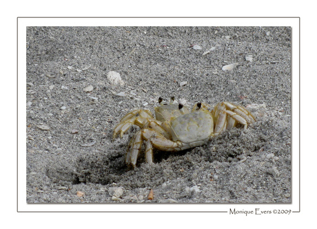 Ocypode quadrata - Ghost Crab