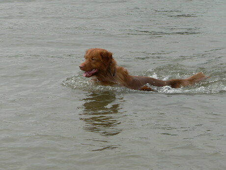 Tollers, echte waterratten