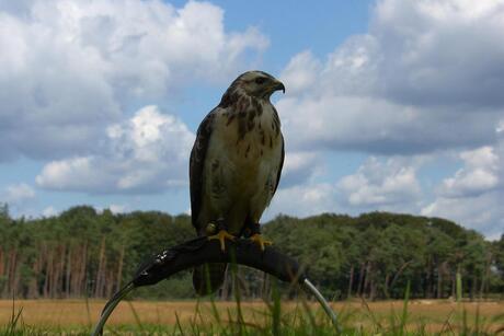 Buizerd