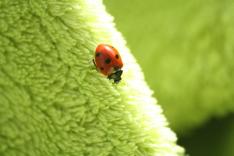 Groene aantrekkingskracht