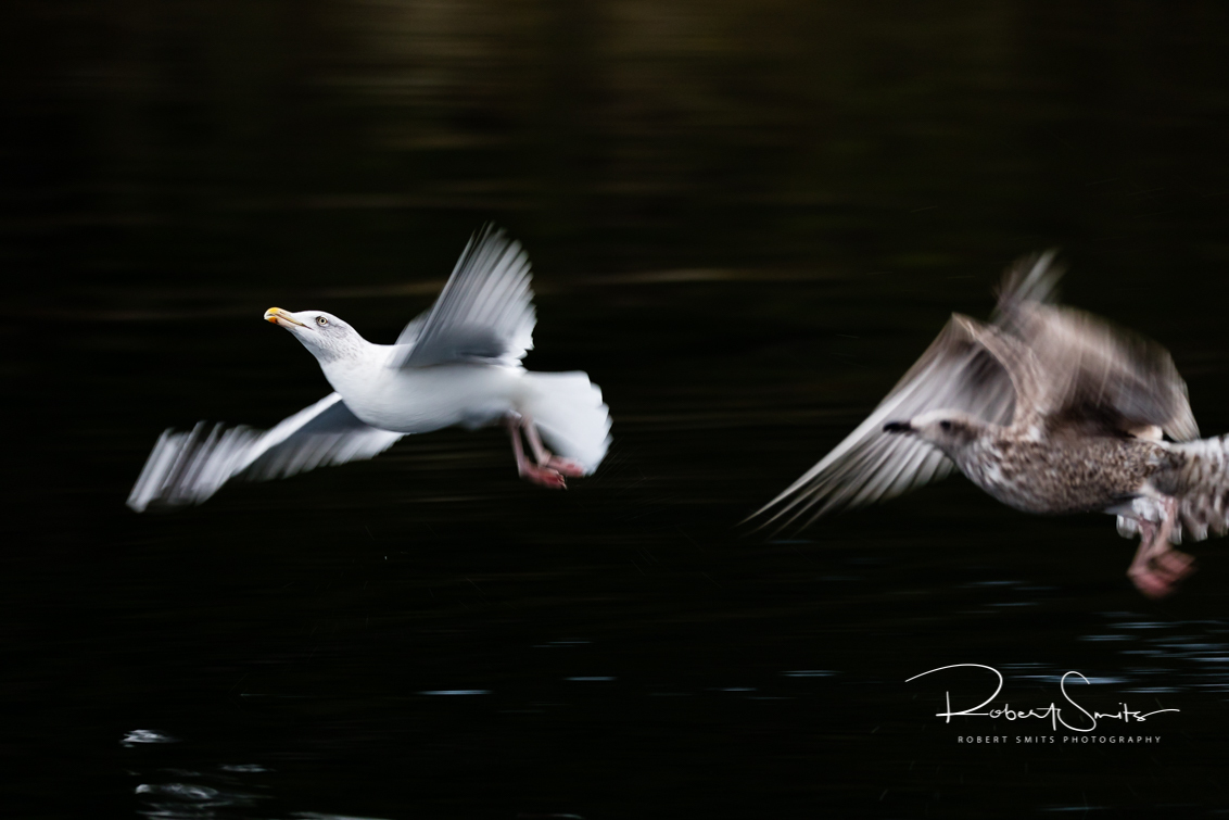 Zeemeeuwen boven zwart water - Zeemeeuwen bij een wat langere sluitertijd, boven zwart water. Heerlijk hoe je de beweging van de vogels meekrijgt, maar het oog van de eerste meeuw  - foto door Robert Smits Photography op 15-02-2019 - deze foto bevat: water, meeuw, vogels, zeemeeuw, zwart, vogel, meeuwen, noorwegen, compositie, sluitertijd, zeemeeuwen, reisfotografie, flatanger, lange sluiter, robert smits fotografie, robert smits photography, lauvsnes