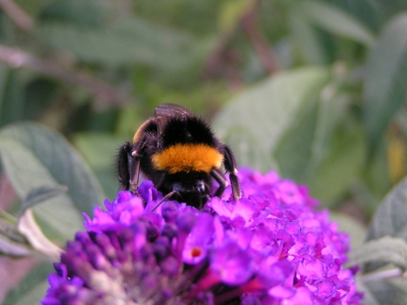 hommel trek