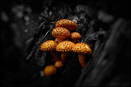 Dubbelgangerbundelzwam (Pholiota limonella)