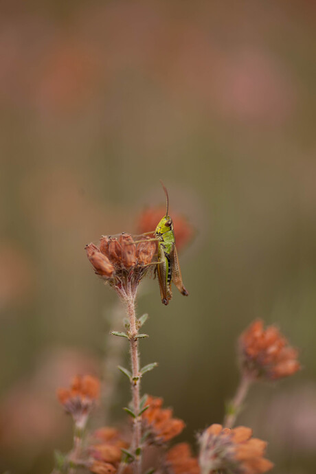 little green beast