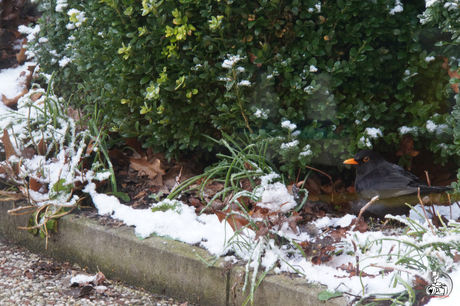 Merel achter in de tuin gemaakt